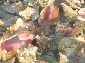 Empty Conch Shells In The Sea