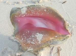 Beautiful Conch Shell On The Beach