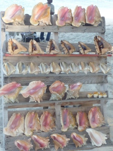 Conch Shell Store At Da Conch Shack