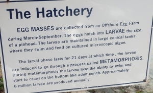 The Hatchery At Conch Farm, Provo