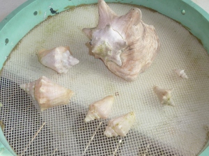 Growth Cycle Of Conch By Shell Size